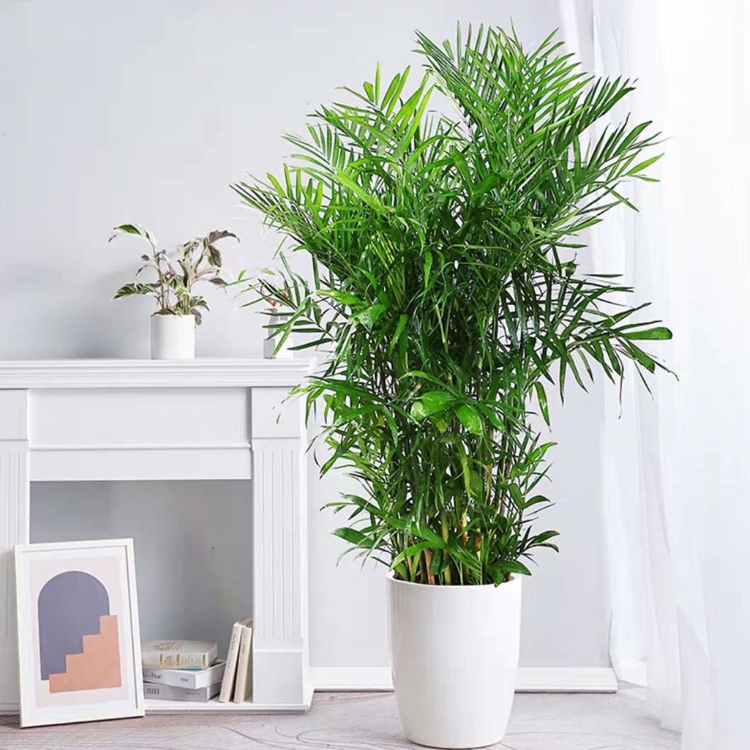 夏威夷盆栽 1021