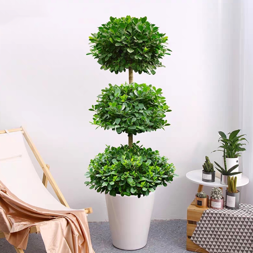 三层金钱榕 榕树盆景 摇钱树