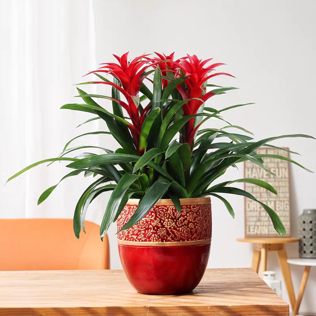 鸿运当头 凤梨 喜庆植物 3株
