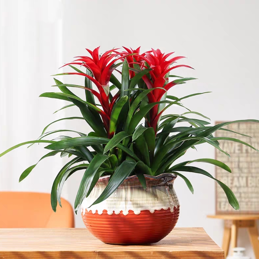 鸿运当头 凤梨 喜庆植物 3株