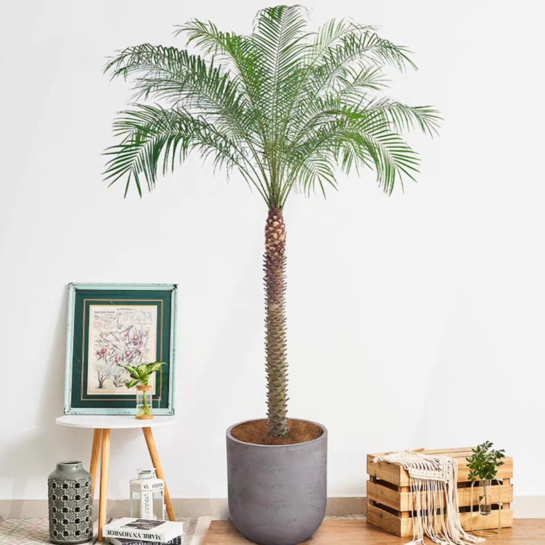 针葵盆栽热带植物造景绿植室内大