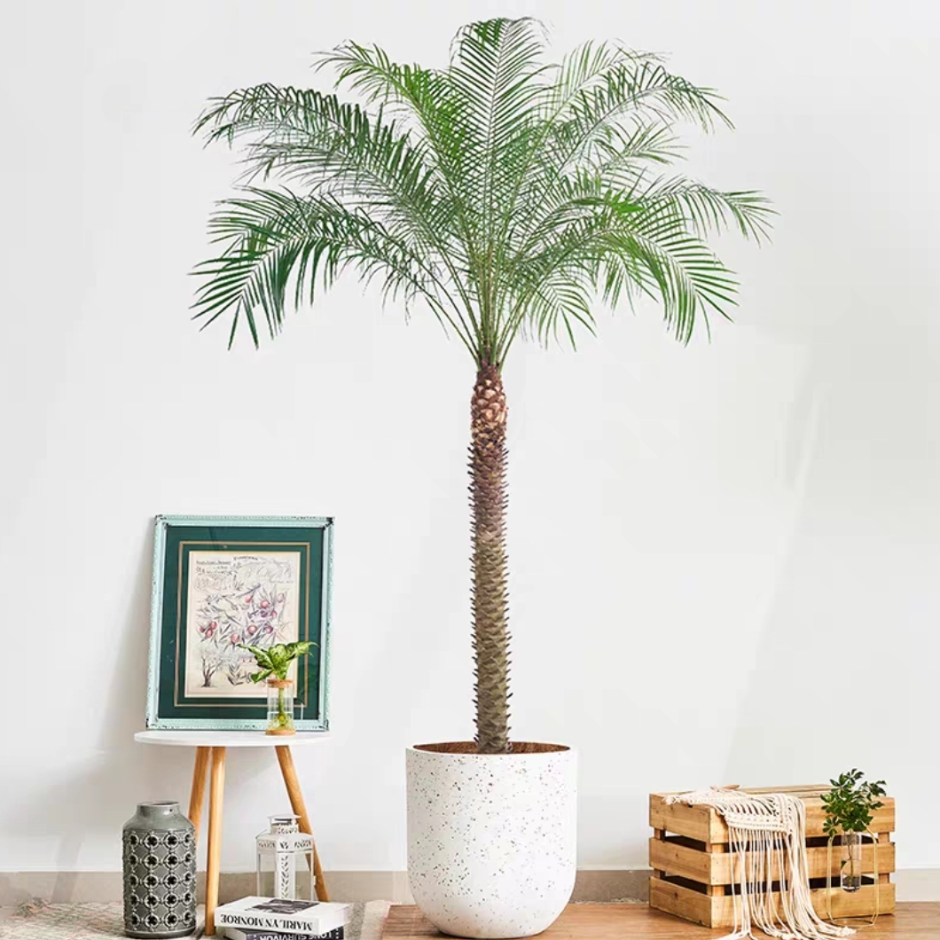 针葵盆栽热带植物造景绿植室内大