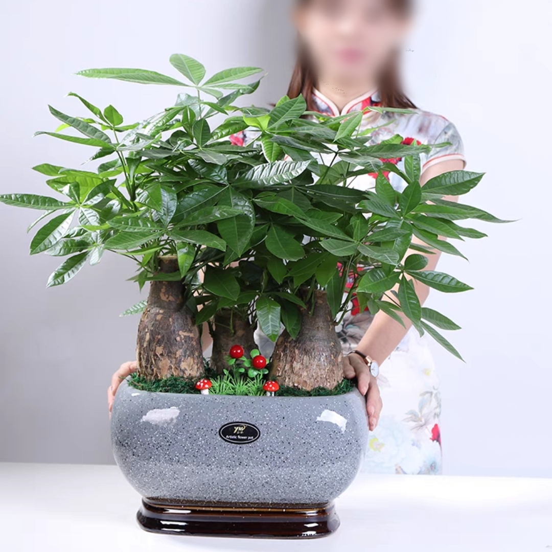 特大号三株发财树盆景桌面前台花卉送礼乔迁开业办公室绿植花卉花店送花上门花盆样式随机
