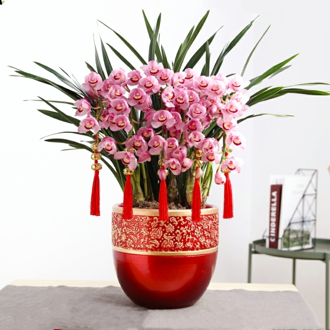 粉色大花蕙兰 韩国垂兰 大花惠
