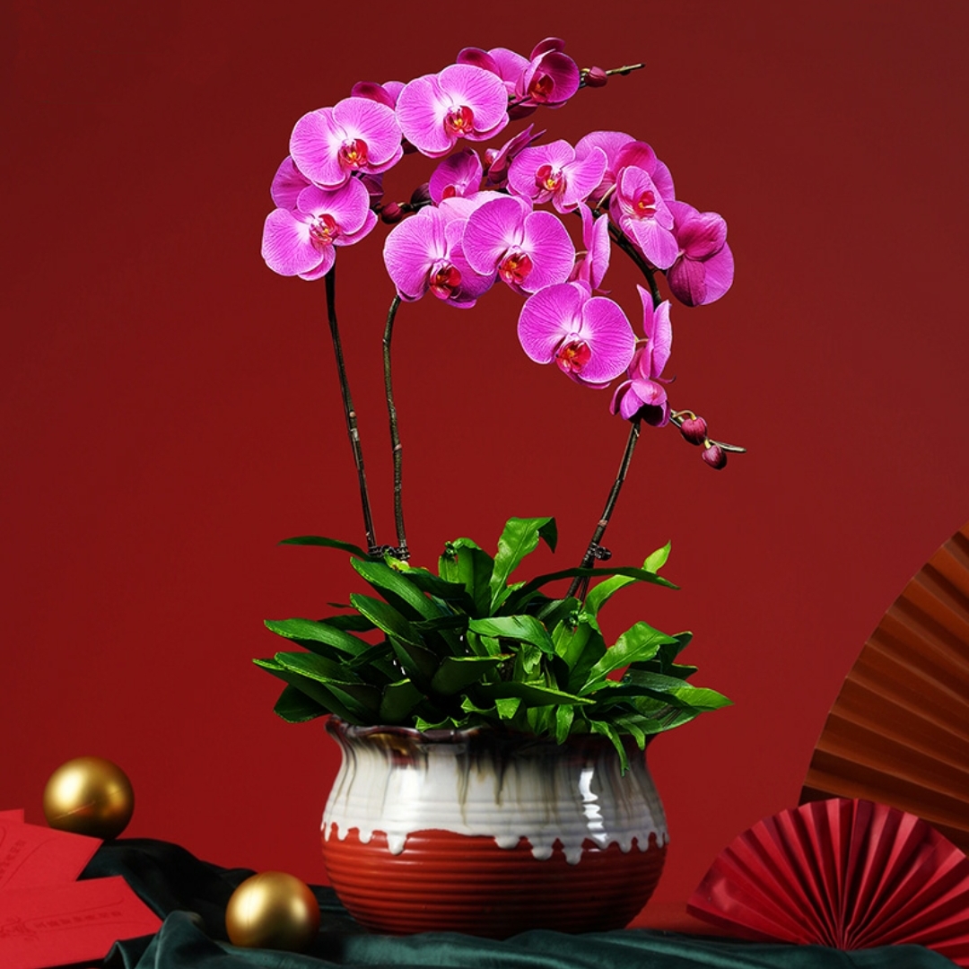 蝴蝶兰1503-09 大辣椒蝴