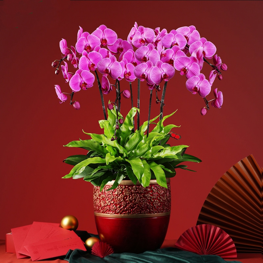 蝴蝶兰1506-03大辣椒蝴蝶