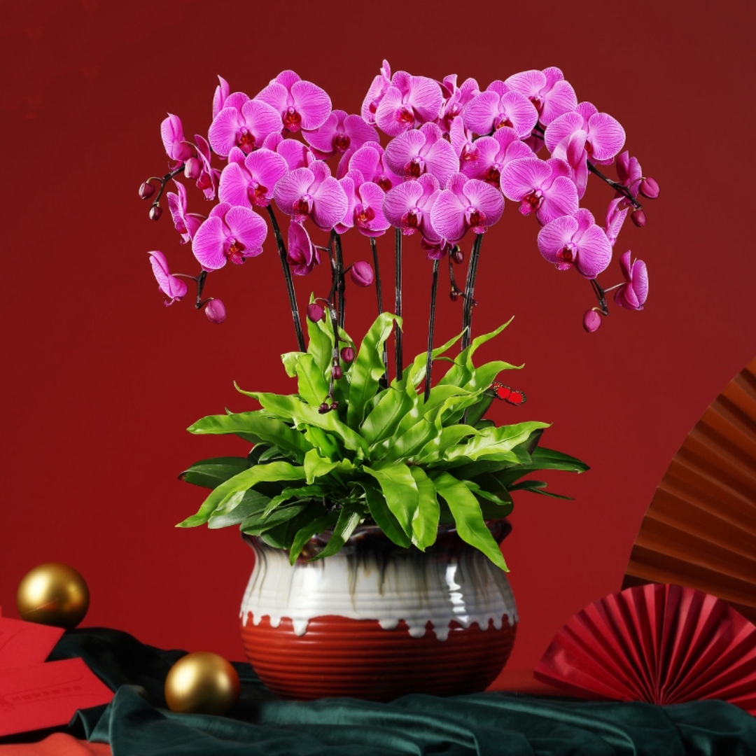 蝴蝶兰1506-03大辣椒蝴蝶