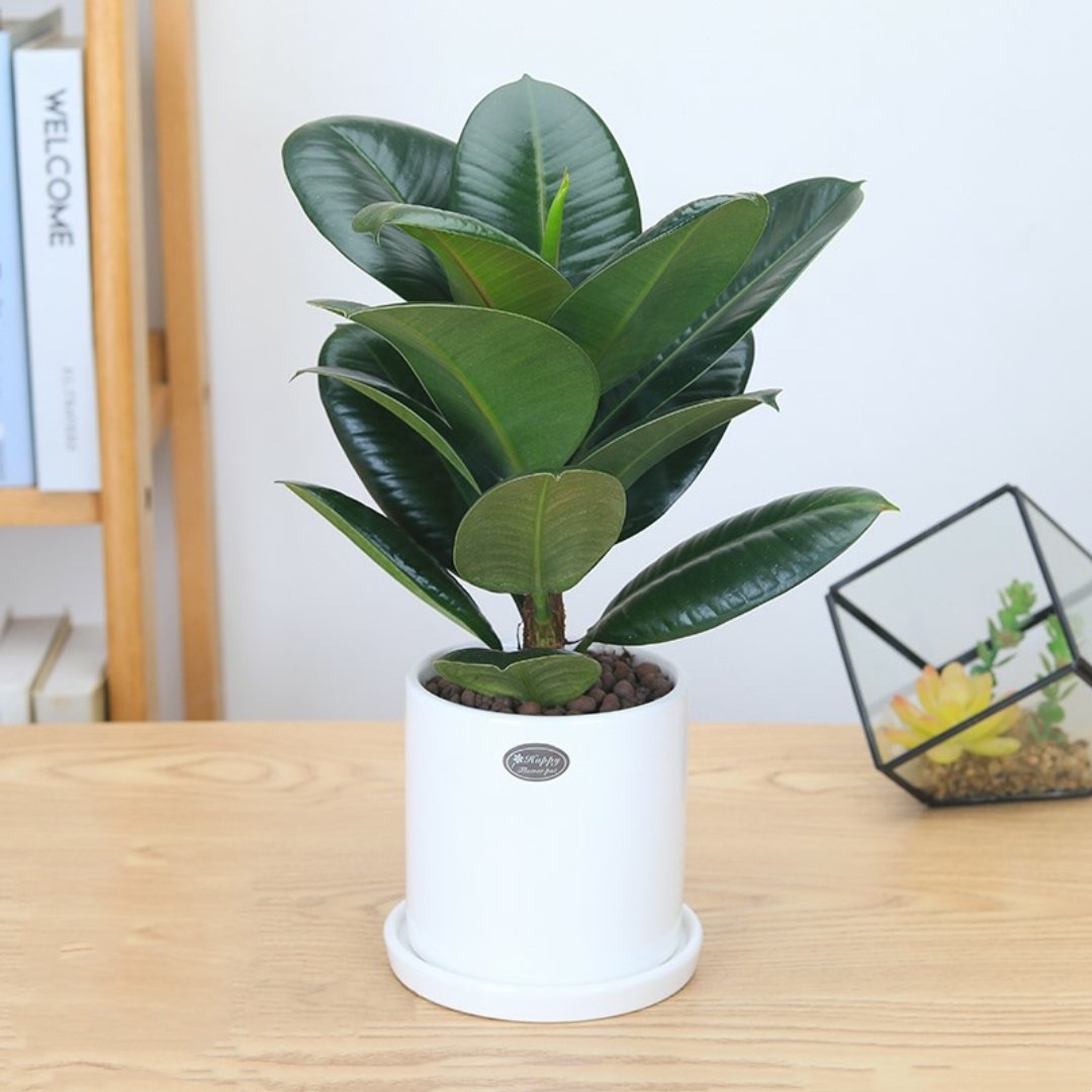 橡皮树植物盆栽