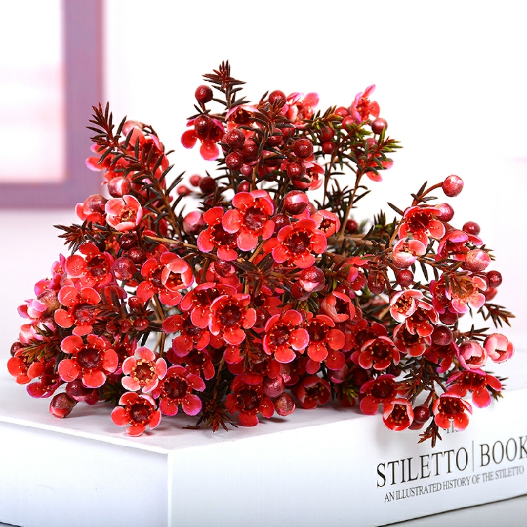 澳梅 奥梅 红色澳梅 腊梅 梅