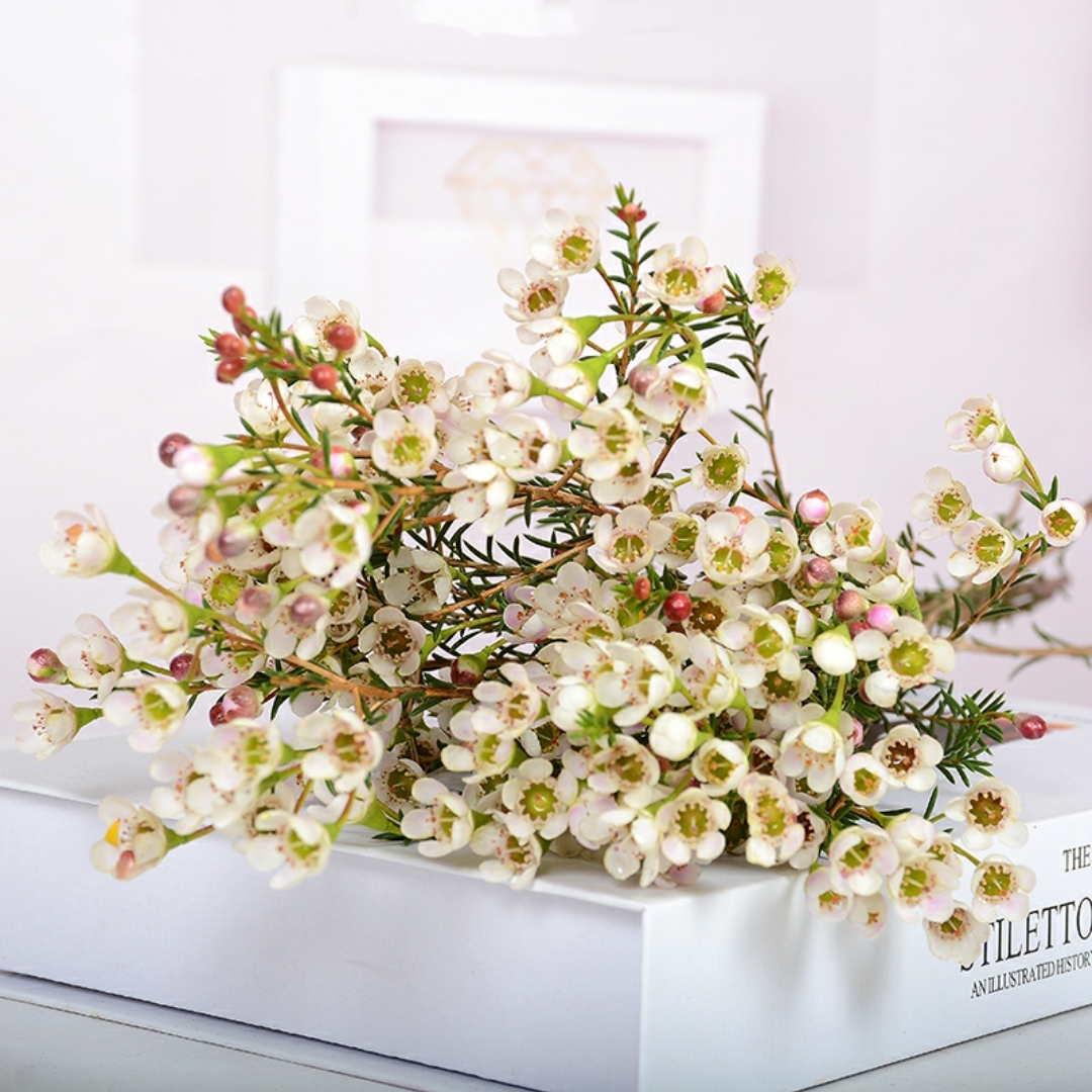 澳梅 奥梅 白色澳梅 腊梅 梅