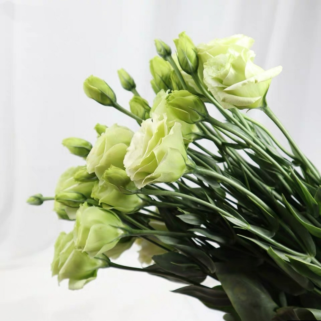 绿色洋桔梗鲜切花1扎10-15
