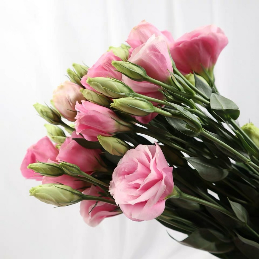 粉色洋桔梗鲜切花1扎10-15