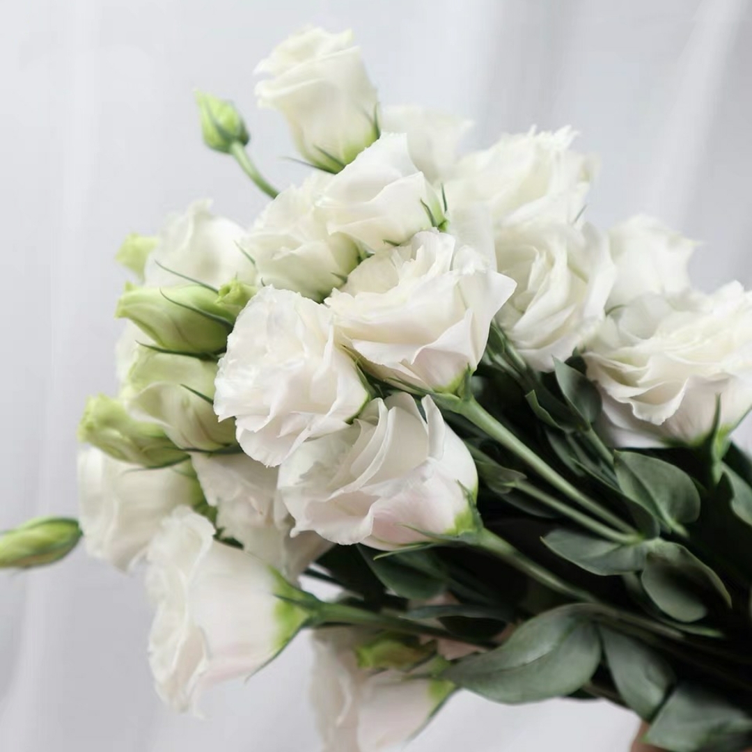 白色洋桔梗鲜切花1扎10-15