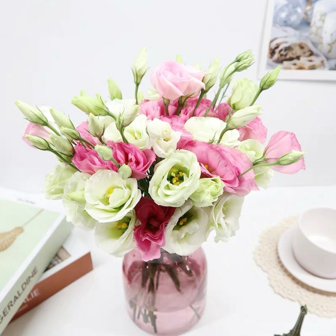 随机色洋桔梗鲜切花1扎10-1