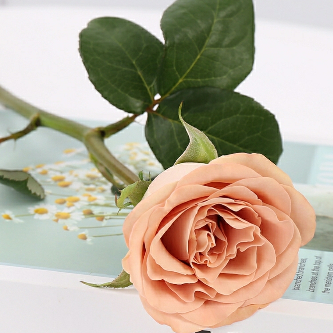 卡布奇诺玫瑰花1枝 Rose 