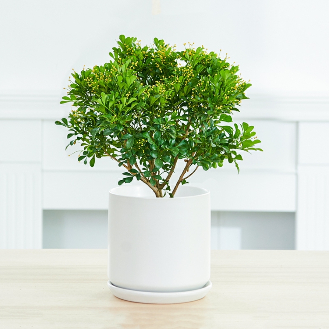 米兰植物花卉开花植物盆栽木本植