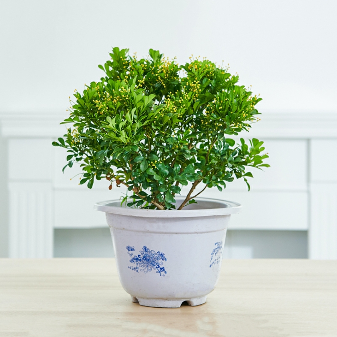 米兰植物花卉开花植物盆栽木本植