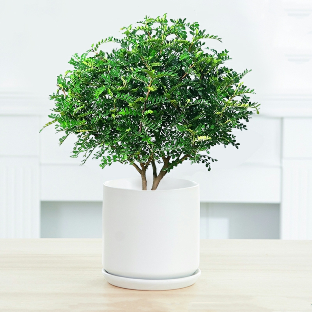 清香木胡椒木驱蚊植物盆栽木本植