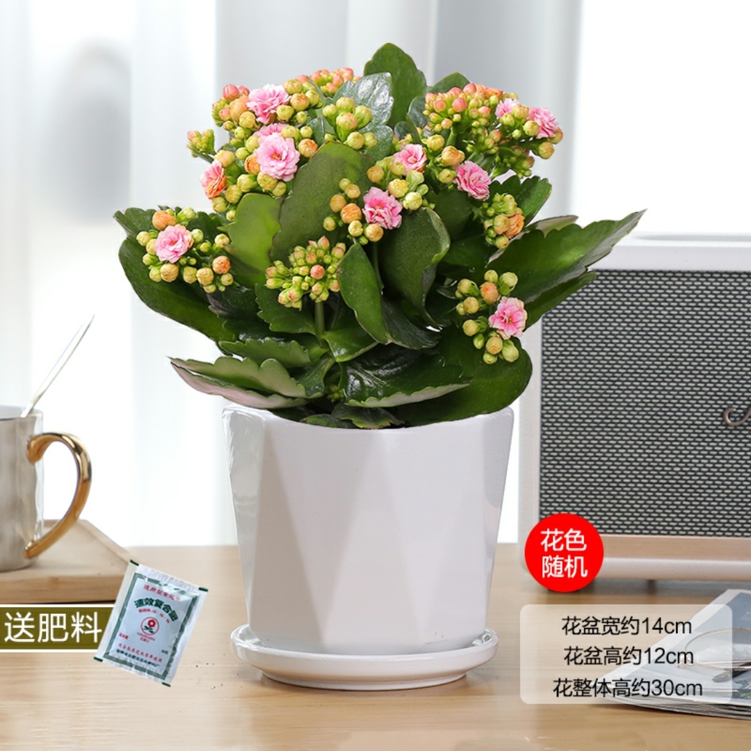 长寿花植物盆栽1盆开花植物寓意