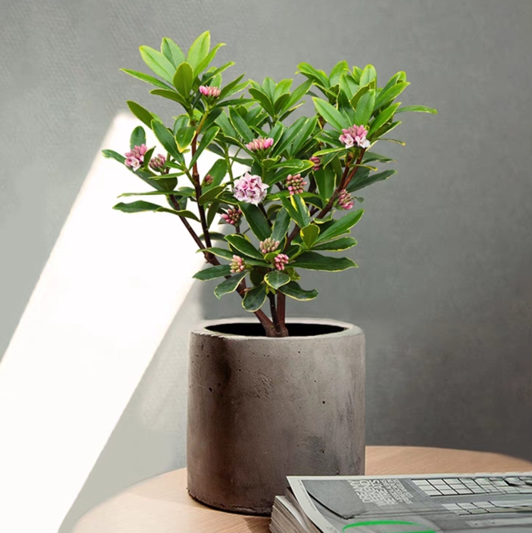 瑞香 植物盆栽 金边瑞香 浓香