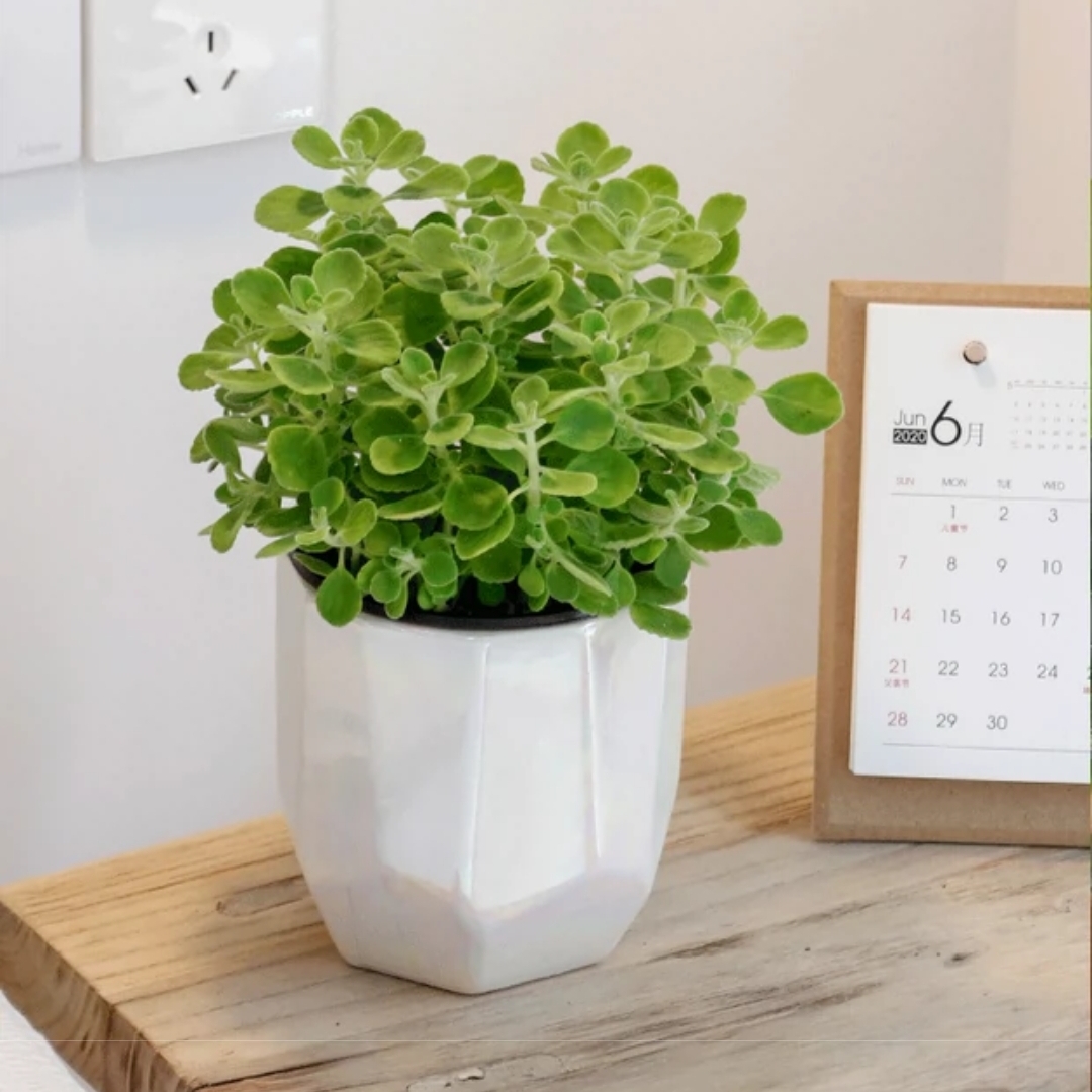 碰碰香 芳香植物盆栽