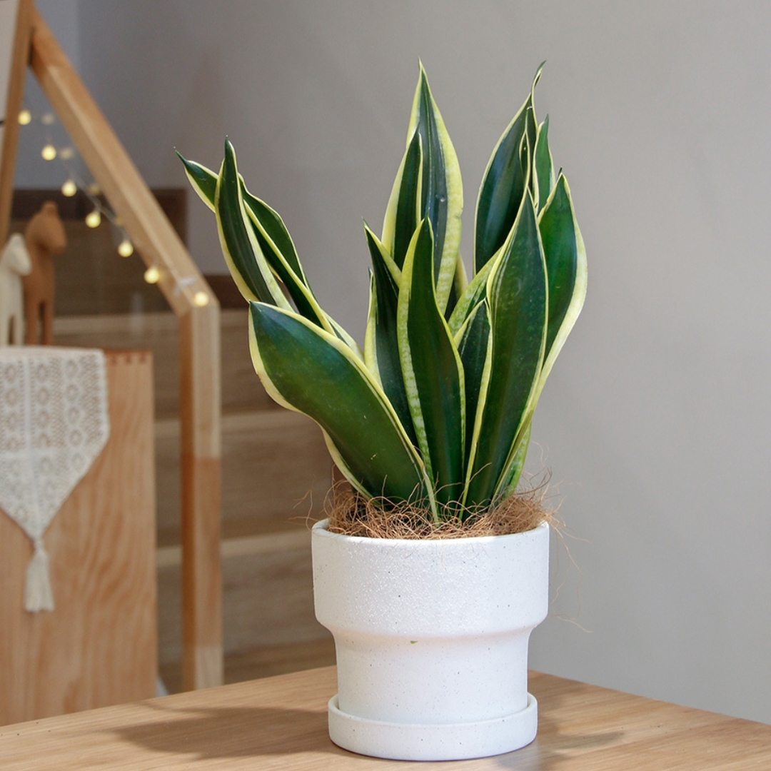 虎皮兰植物室内绿植客厅办公室净