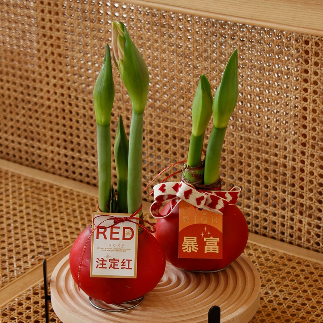 进口蜡封朱顶红无土无水懒人植物