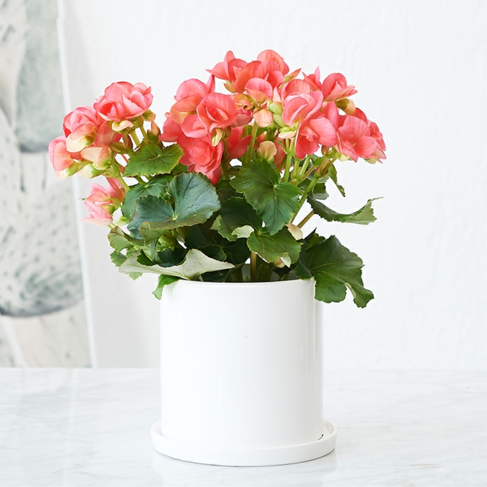 海棠花开花植物盆栽精选海棠花颜