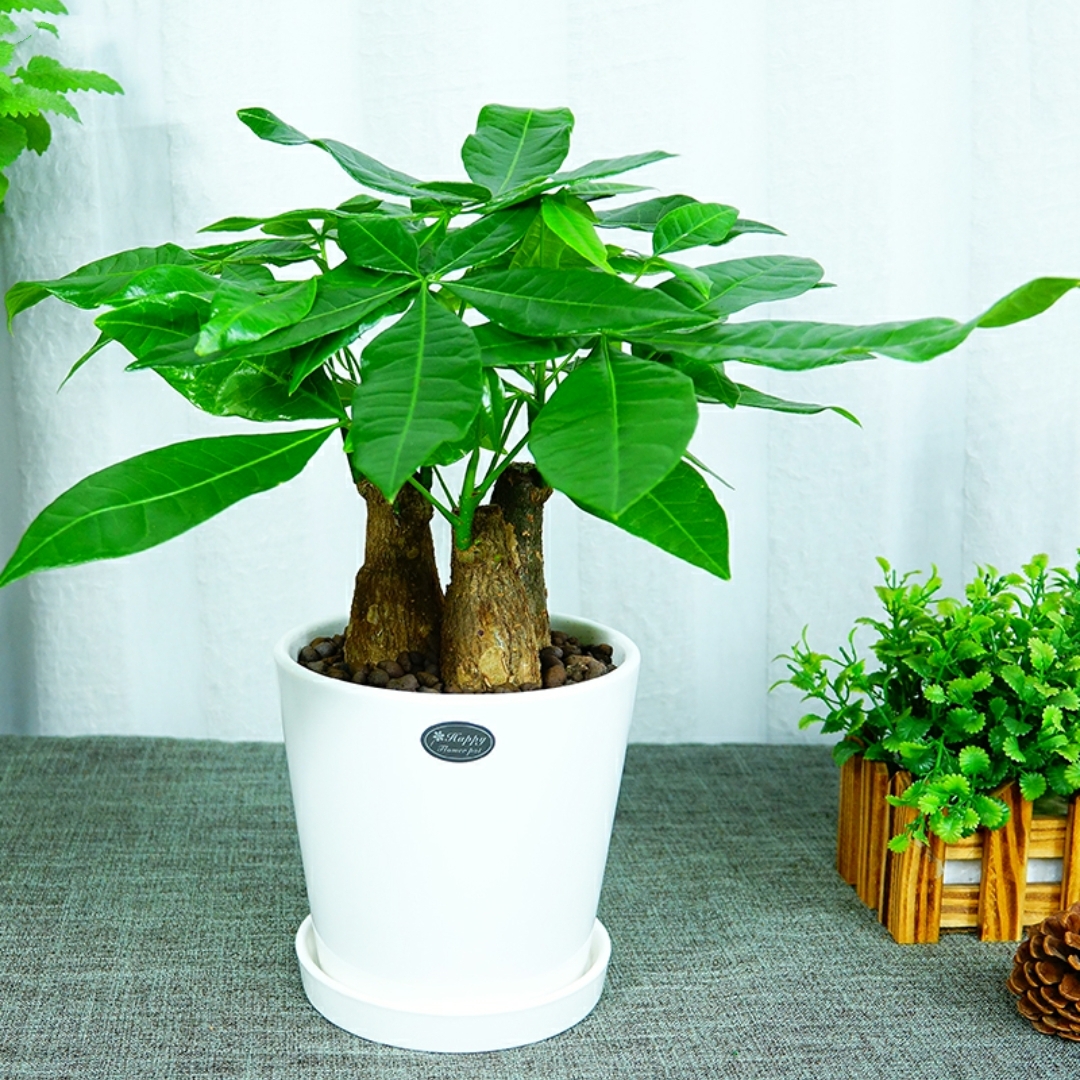 三颗发财树组合植物盆栽一盆三棵