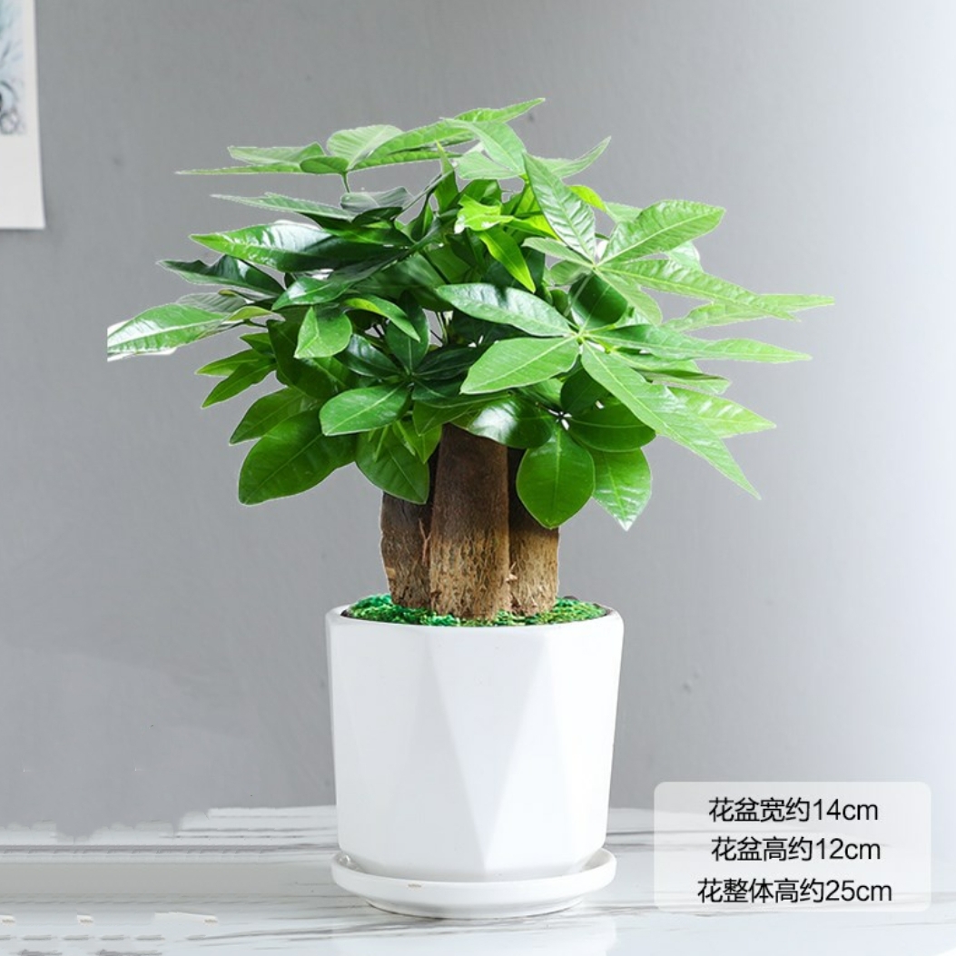 三颗发财树组合植物盆栽一盆三棵