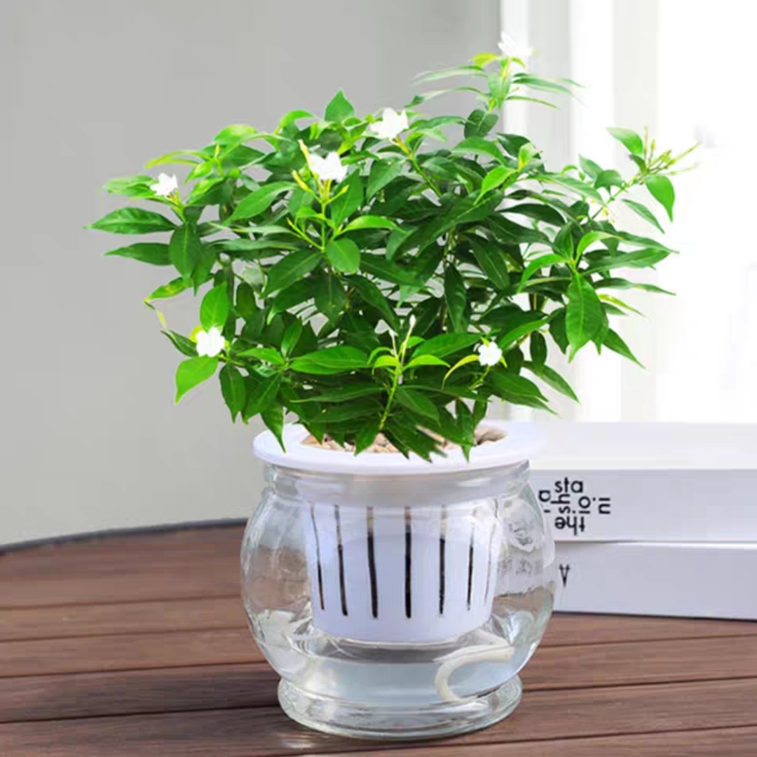 风车茉莉茉莉花盆栽1盆水培植物