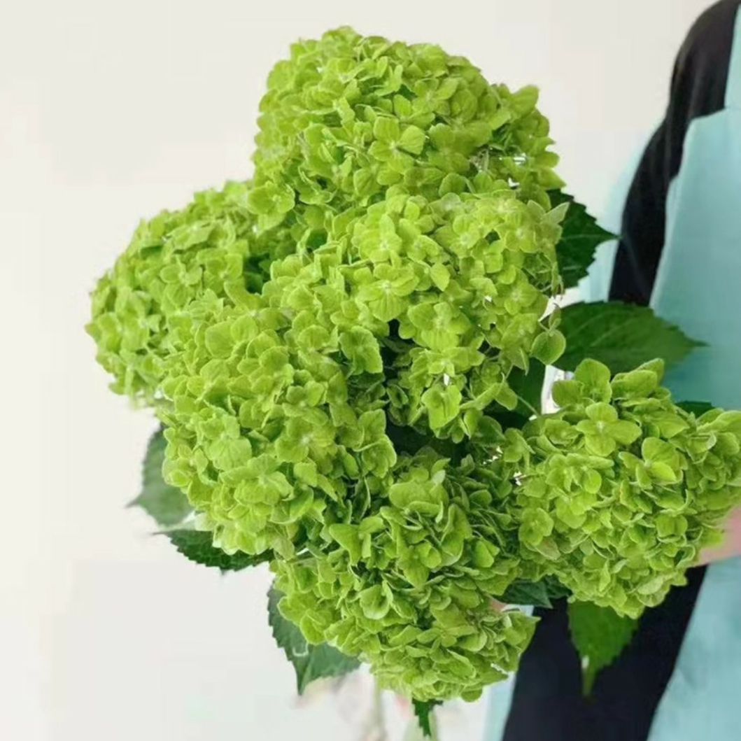 哥伦比亚 进口 绿色绣球花鲜切