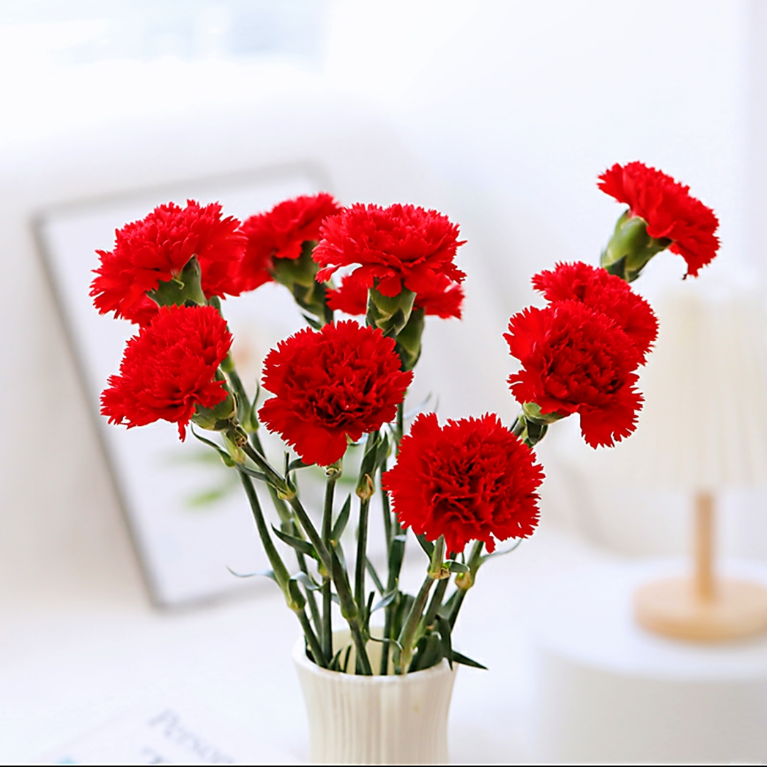 红色 康乃馨 鲜切花【1枝】家