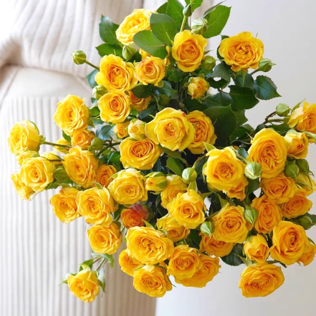 梦幻芭比 黄色多头小玫瑰花【1