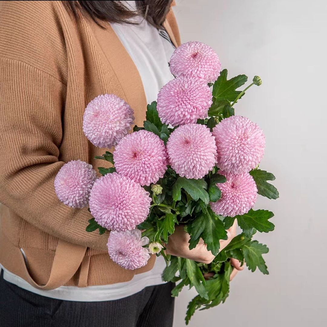 乒乓球 粉色乒乓菊10枝/扎 