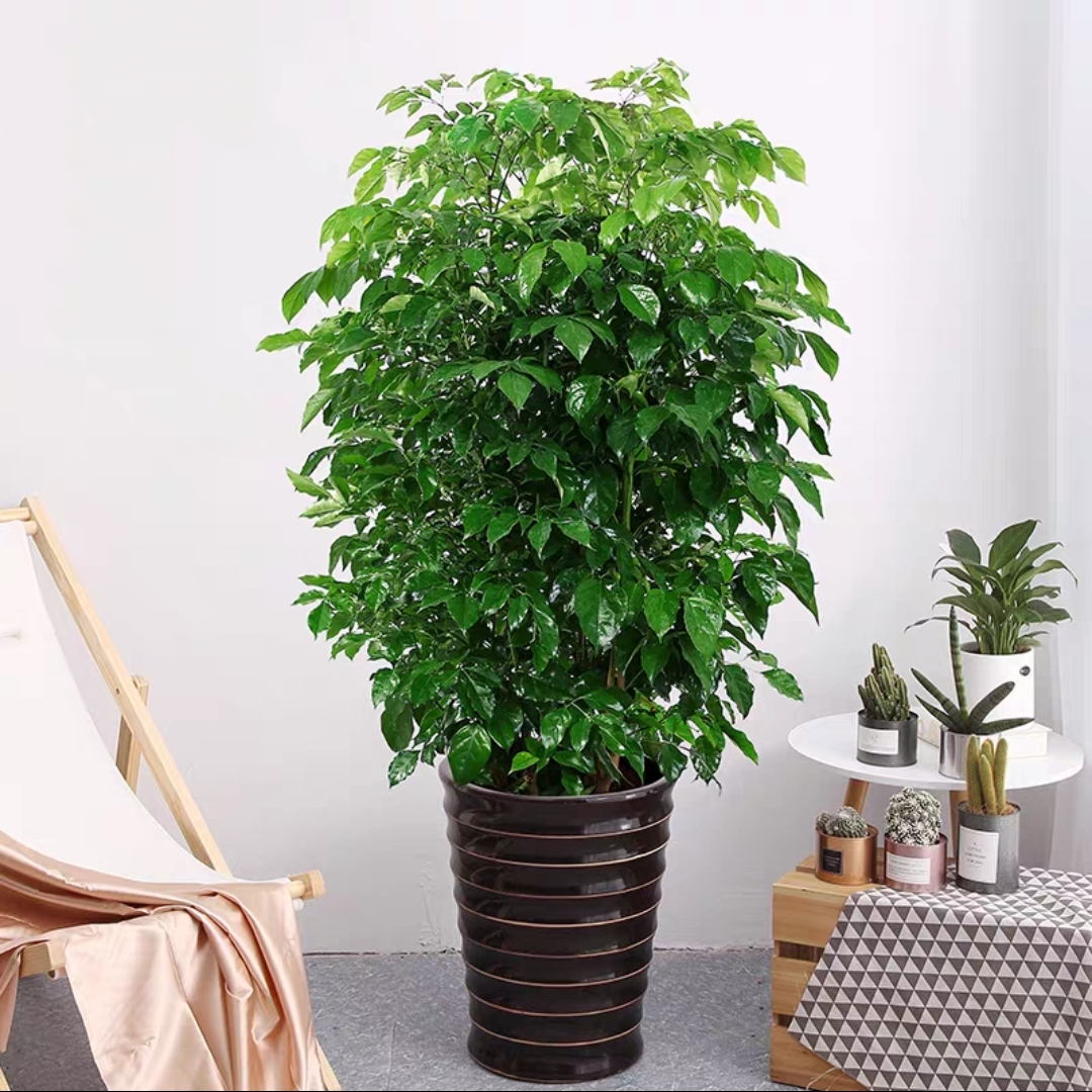 🔥【限时特惠】幸福树吸甲醛旺财丛生大型绿植室内乔迁花卉盆栽好养易活四季常青