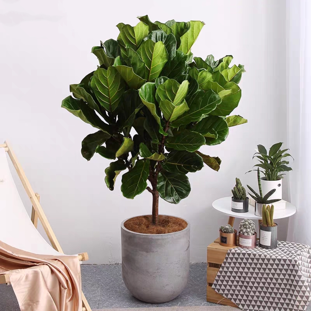 琴叶榕 网红植物盆栽