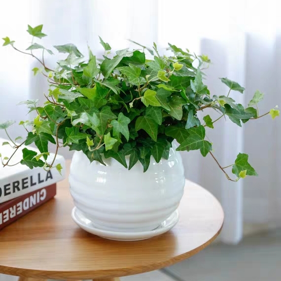 常春藤 长春腾 3005