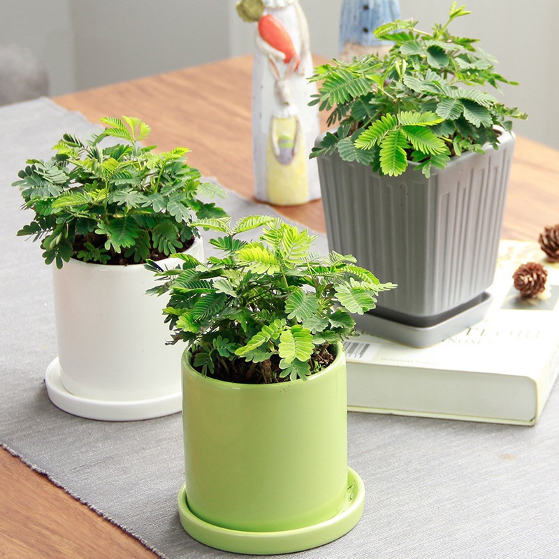 含羞草 好玩植物 儿童盆栽