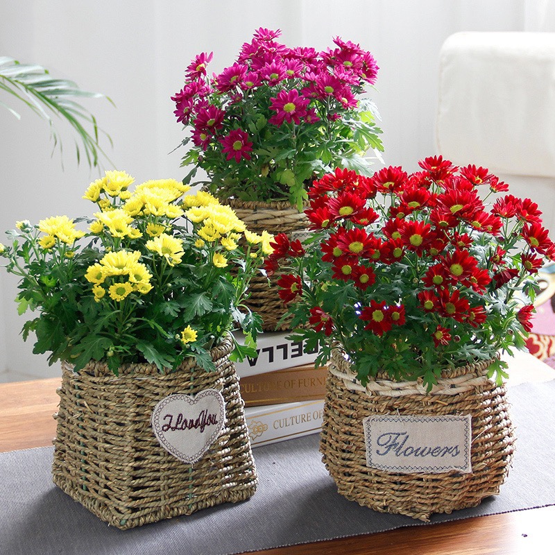 小雏菊盆栽小翠菊盆栽瓜叶菊玛格