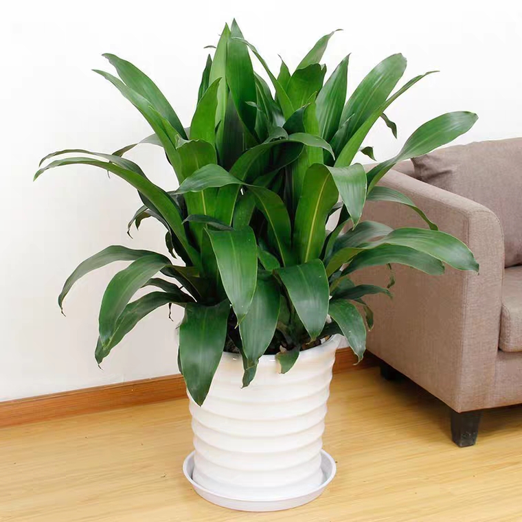 多头也门铁（绿）1024