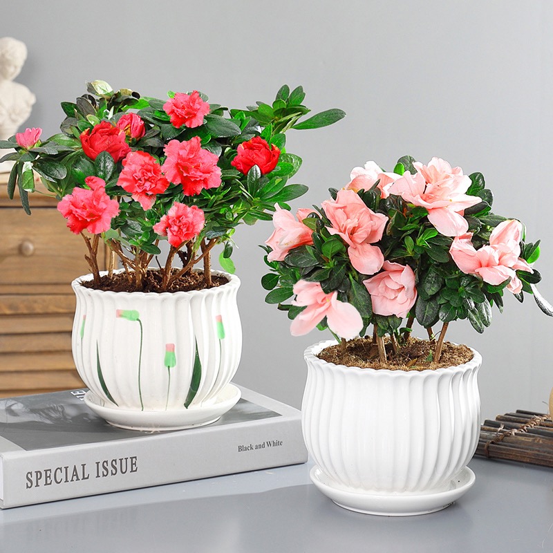 杜鹃花开花植物盆栽红粉杜鹃颜色