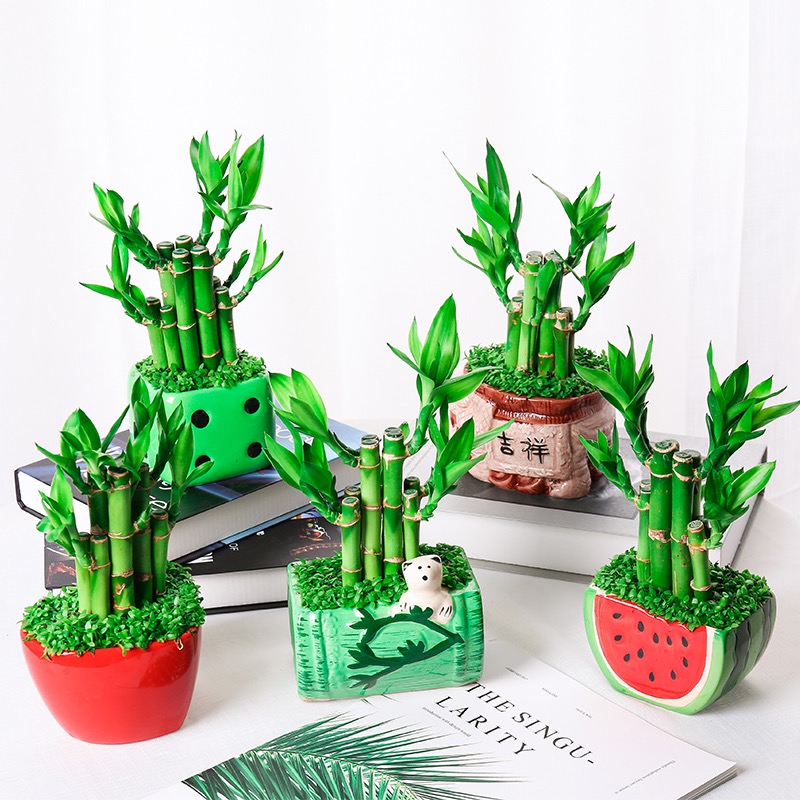 富贵竹盆栽笑脸节节高西瓜盆栽麻