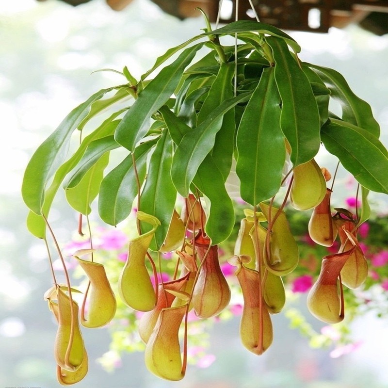 猪笼草 捕蝇植物 捕蝇草