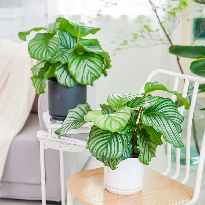 青苹果 竹芋 网红植物