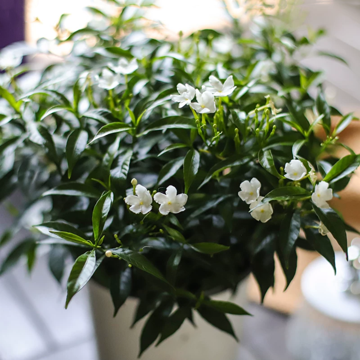 风车茉莉盆栽茉莉花盆栽1盆开花