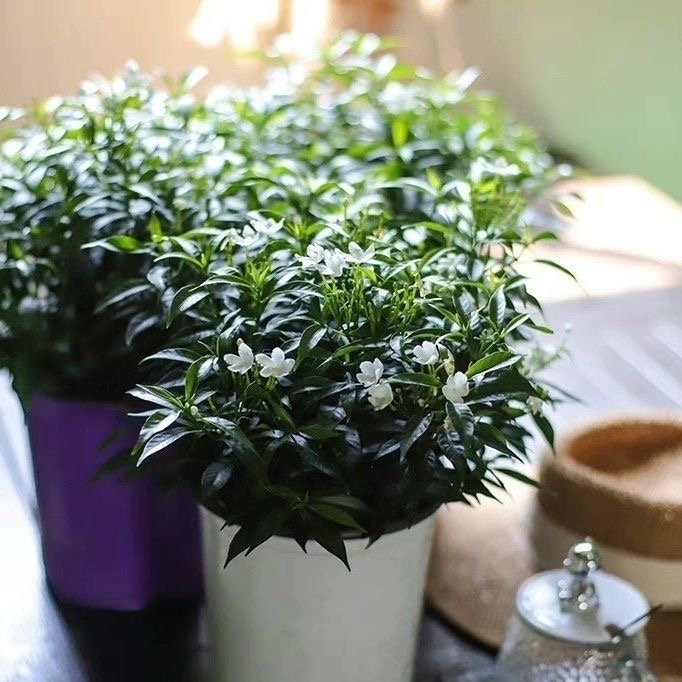 风车茉莉盆栽茉莉花盆栽1盆开花