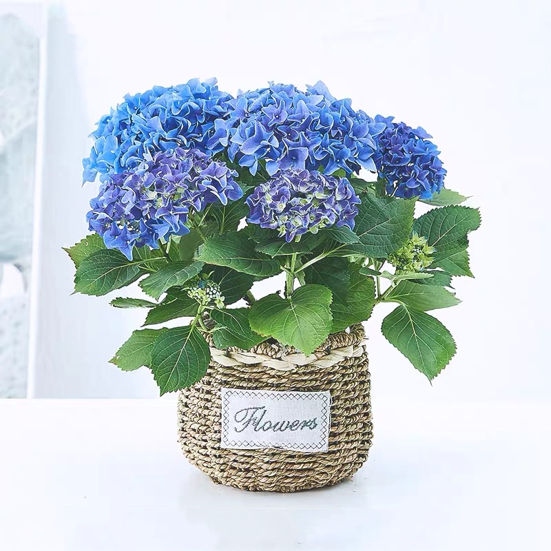 绣球花盆栽(S)蓝色粉色随机发货绣球盆栽无尽夏大绣球四季易养花卉