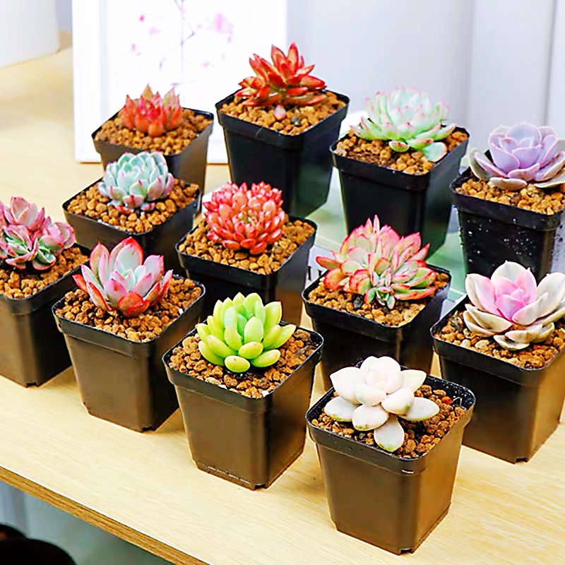 【多肉植物+塑料花盆】1盆多肉植物配简易花盆植物盆栽迷你植物盆栽品种样子随机发货