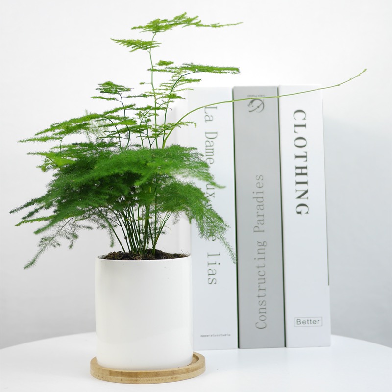 文竹 桌面盆栽花卉 3041